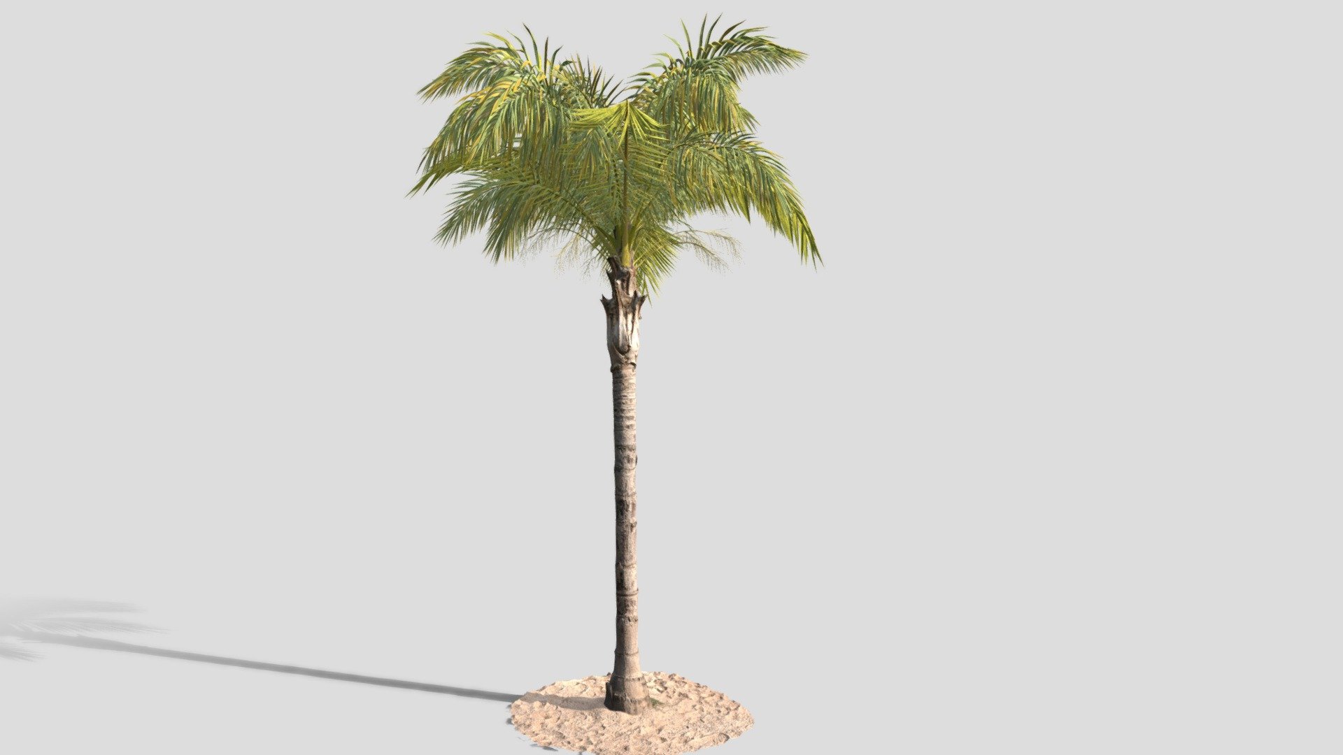 GOBOTREE

A high quality 3d model of a mature queen palm C (syagrus_romanzoffiana).

| Model features a scanned real tree parts for hyper-real renders

| Model dimensions : 5.75m5.67m9.31m

| Mesh details – 664,335 faces , 388,846 vertices

| It comes with PBR ready textures - Diffuse, Albedo, AO, Metalness /Specular, Normal, Roughness maps. Other formats available upon request.

| Formats 3ds max 2015 with a Vray materials FBX ABC Clarisse OBJ

Object suitable for architectural and landscape visualisations and presentations. Please let us know, if we can improve our models or if you need us to adapt to specific needs!

We take custom orders for specific species!

Find more assets on Gobotree.com! - GTV queen palm mature C - Buy Royalty Free 3D model by Gobotree-3D-Assets 3d model
