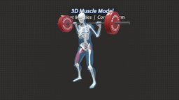 The Barbell Squat Muscles & Anatomy skeleton, anatomy, fitness, gym, barbell, quads, exercises, squat, glutes