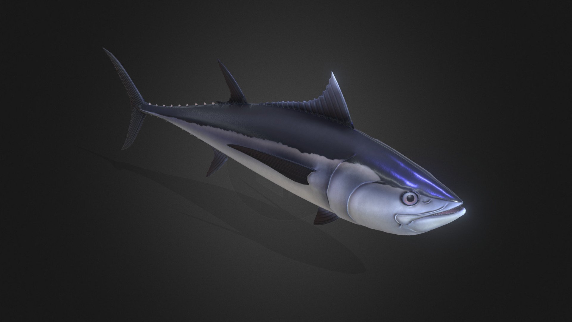 Thunnus tonggol. It is commonly known as the longtail tuna or northern bluefin tuna. The usage of the latter name, mainly in Australia to distinguish it from the southern bluefin tuna, leads to easy confusion with Thunnus thynnus of the Atlantic and Thunnus orientalis of the North Pacific 3d model