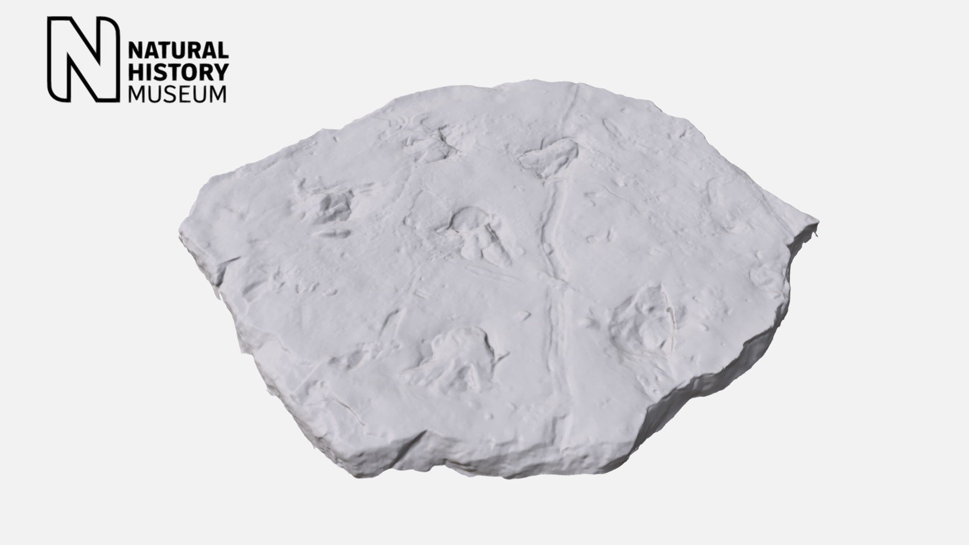 Footprints of an ancient fossil amphibian. The animal was walking across the shore of a lagoon that exisited around 340 million years ago where Yorkshire is today.

PV R 9372 

33cm long, 28cm wide 3d model