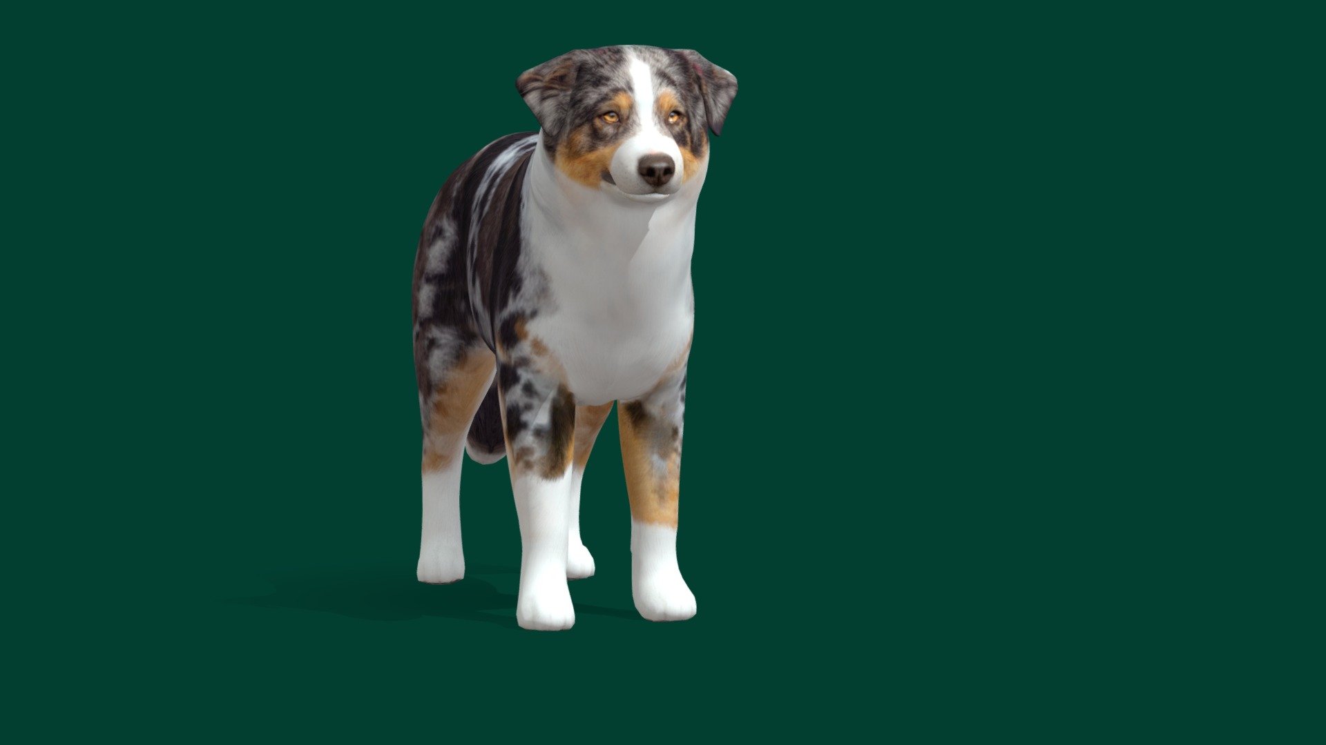 Australian Shepherd Dog Game Ready Animations 4K PBR Textures Material.
**8 Animations **
Idle 1 Idle 2 Idle 3 ,Attack,Die,Eat,Walk,Run
Unity Unreal Ready.
Diffuse ,Metallic,Roughness,Normal Map.

The Australian_Shepherd is a breed of herding_dog from the United States. The name of the breed is technically a misnomer, as it was developed in California in the 19th century, although it has its origins in Asturias, in the northwest of Spain; the breed was unknown in Australia at the time. Canis_lupus_familiaris
Colors: Merle, Black, Red Merle, Red tricolor, Black tricolor, Blue Merle, Red
Temperament: Intelligent, Good-natured, Affectionate, Active, Protective
Life span: 13 – 15 years - Australian Shepherd (Game Ready) - Buy Royalty Free 3D model by Nyilonelycompany 3d model