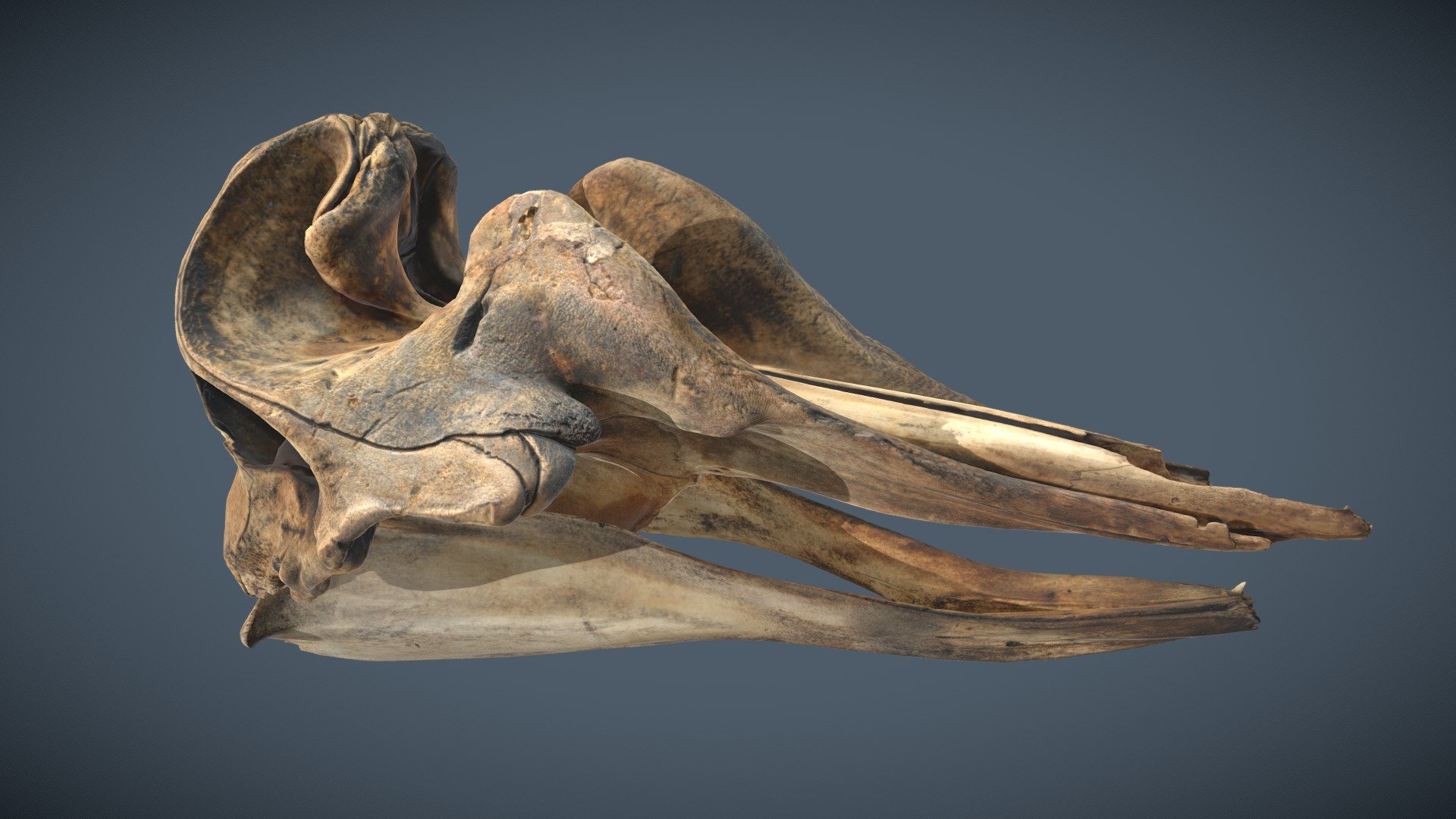 From the Hull Maritime Museum
Photogrammetry scanned by S Dey, ThinkSee3D, March 21 - Bottlenose Whale Skull & Mandible - 3D model by ThinkSee3D 3d model