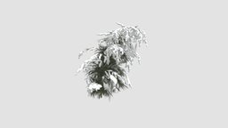 plant tree, plant, winter, key, snow, 006, am100
