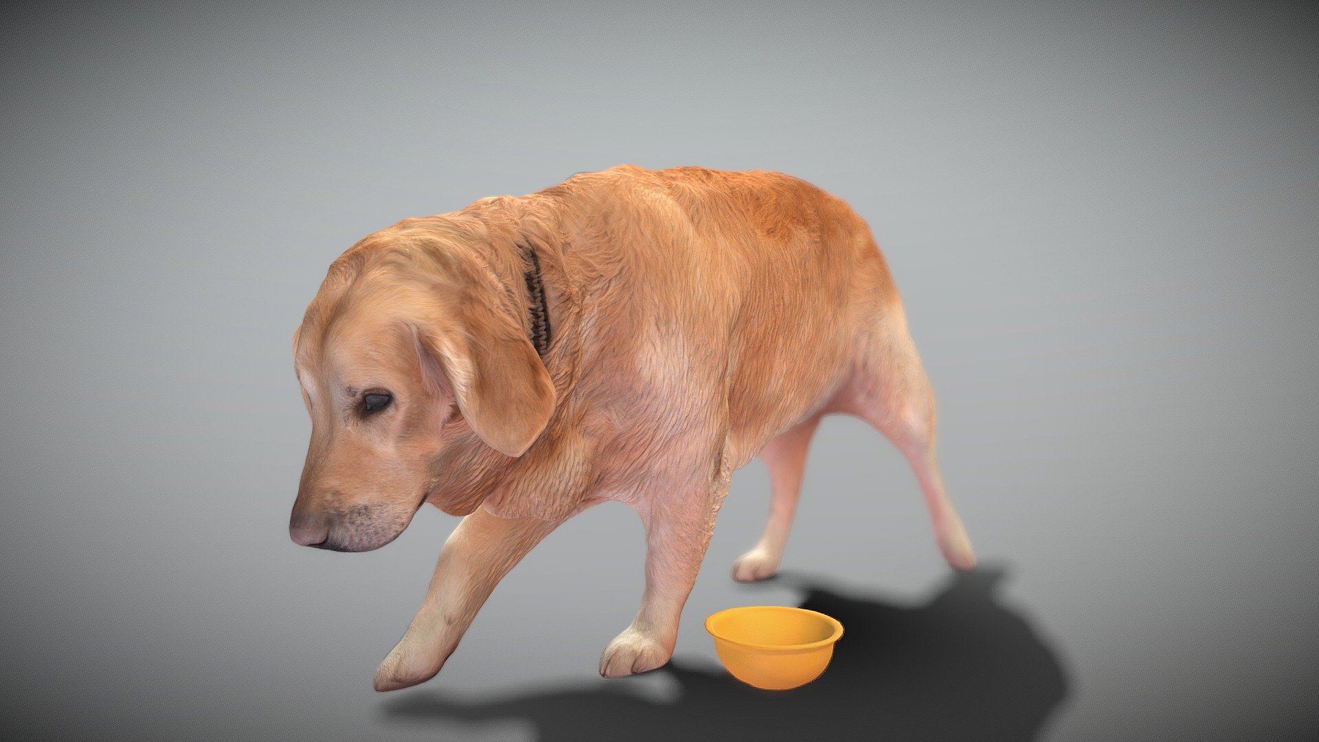 This is a true sized and highly detailed model of a young charming Golden retriever dog. It will add life and coziness to any architectural visualisation of houses, playgrounds, parques, urban landscapes, etc. This model is suitable for game engine integration, VR/AR content, etc.

Technical specifications:




digital double 3d scan model

150k &amp; 30k triangles | double triangulated

high-poly model (.ztl tool with 5 subdivisions) clean and retopologized automatically via ZRemesher

sufficiently clean

PBR textures 8K resolution: Diffuse, Normal, Specular maps

non-overlapping UV map

no extra plugins are required for this model

Download package includes a Cinema 4D project file with Redshift shader, OBJ, FBX, STL files, which are applicable for 3ds Max, Maya, Unreal Engine, Unity, Blender, etc. All the textures you will find in the “Tex” folder, included into the main archive.

3D EVERYTHING

Stand with Ukraine! - Golden retriever dog 33 - Buy Royalty Free 3D model by deep3dstudio 3d model