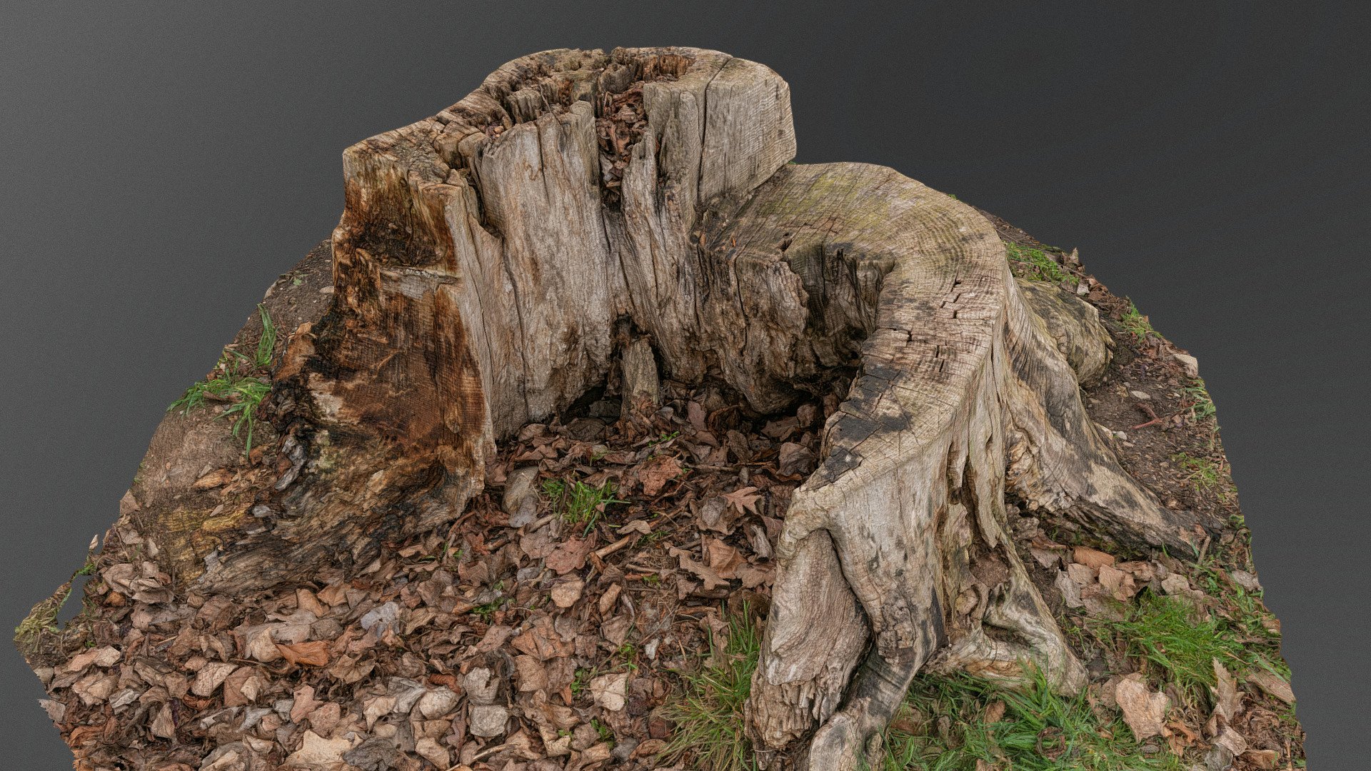 Old green stump, poplar cut deciduous leaf tree clearing with fresh, wood tree lumber timber material isolated

photogrammetry scan (150x36MP), 2x8K textures + HD Normals (as additional .zip) - Old green stump - Download Free 3D model by matousekfoto 3d model