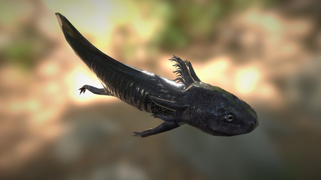 Photorealistic low-poly model of an Axolotl (Ambystoma Mexicanum), a Mexican endangered salamander which can regenerate lost bodyparts and never undergoes metamorphosis during its lifetime.  The model comes rigged and includes a swimming animation.  texture maps have a resolution of 2048x2048 pixels and include:  diffuse map(with transparency), specular map &amp; normal map.  Purchase here: -link removed- - Axolotl Salamander - 3D model by kreic 3d model