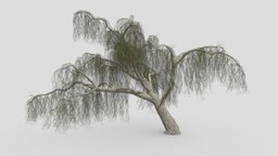 Weeping Willow Tree-14