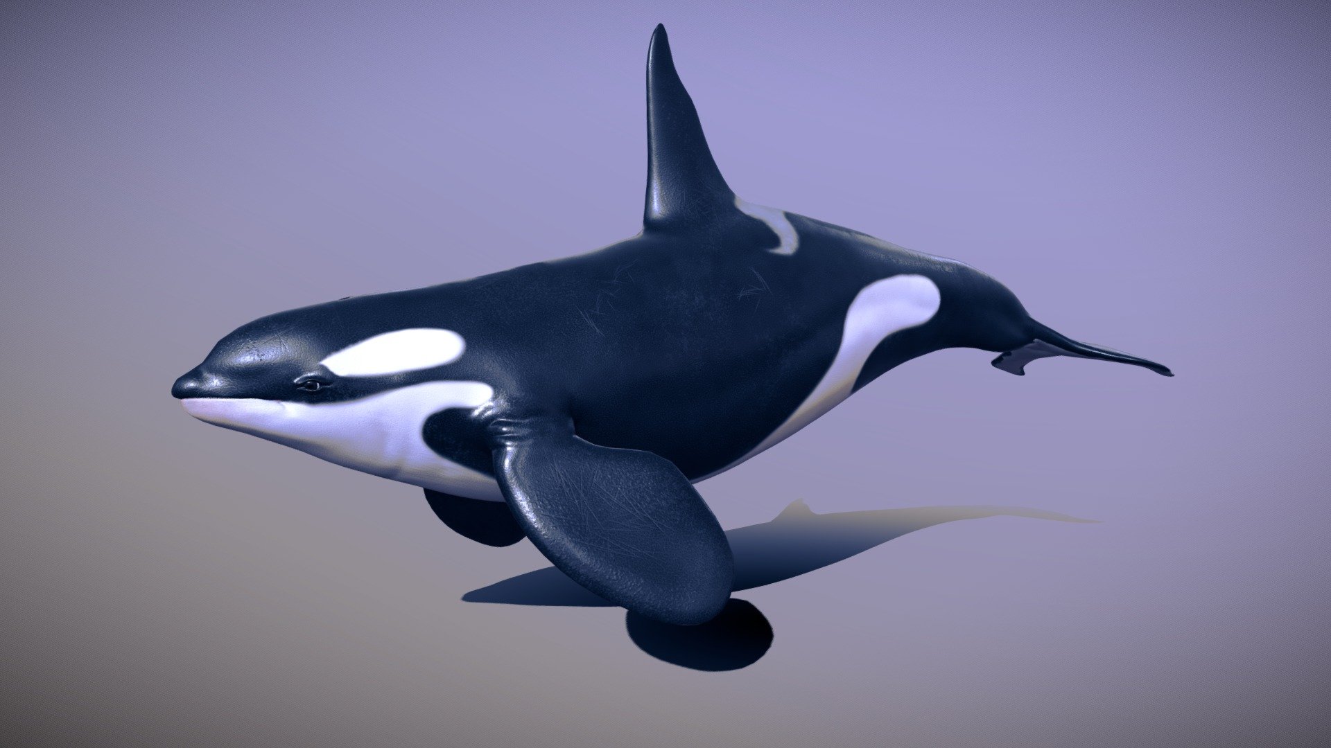 The orca 3d model was made in blender 2.9 and painted in substance painter,it counts with 10,032 verts, comes with 4k and 2k textures : diffuse , normal , roughness and AO maps .

uv wrapped manually , eye, tongue and teeth (the teeth is the only one overlapping ) all is in one texture . 

It is fully rigged with basic bones , it have a total of 5 animations : idle , swim1 ,swim 2 ,speedup and a breathe/jump one

Comes with a fbx, blend file and textures 3d model