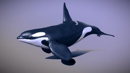 Killer Whale Orca shark, marine, dolphin, mammal, killer, predator, ocean, seal, whale, jaws, orca, wildlife, animal, animated, black, sea