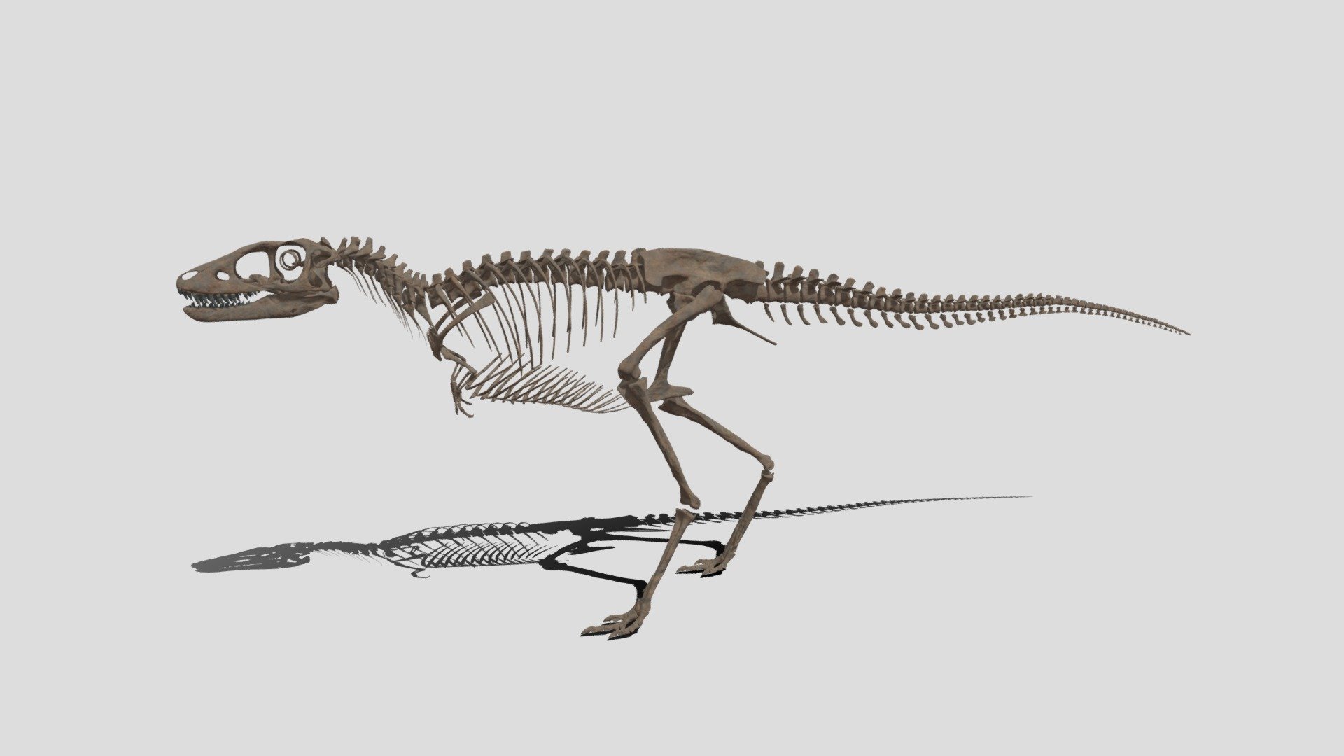 『V×Rダイナソー®』より

監修：国立科学博物館（担当　標本資料センター　コレクションディレクター　真鍋　真）

製作・著作：凸版印刷株式会社 - V×Rダイナソー®　ティラノサウルス幼体 - 3D model by museum_natural_history 3d model