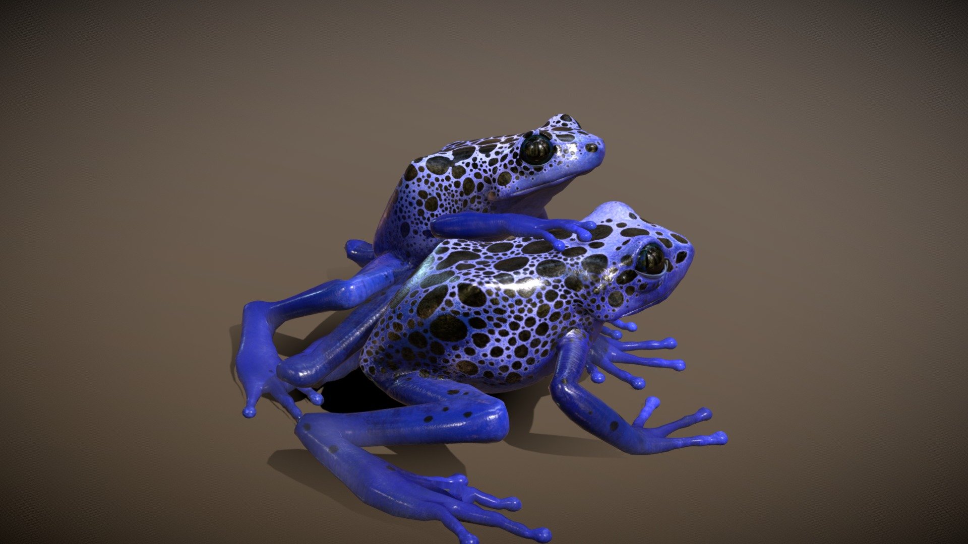 Before purchasing this model, you can download Guppy and try to import it.
Because for different software, rigging and animation may have different problems.




Blue Poison Dart Frog can share the motions with Strawberry Poison Dart Frog

Additional texture Amazonian Poison Frog

17/1/2021 : mouth skin weight fix
 - Blue Poison Dart Frog - Buy Royalty Free 3D model by NestaEric 3d model