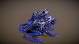 Blue Poison Dart Frog frog, amazon, froggy, amphibian, frogs, treefrog, poisondartfrog, animal, animation, blue