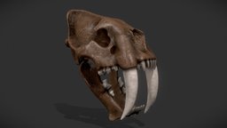 Smilodon Populator Skull skeleton, cat, b3d, fossil, smilodon, sabertooth, bigcat, blender, blender3d, skull, animal, prehistoric, smilodonpopulator