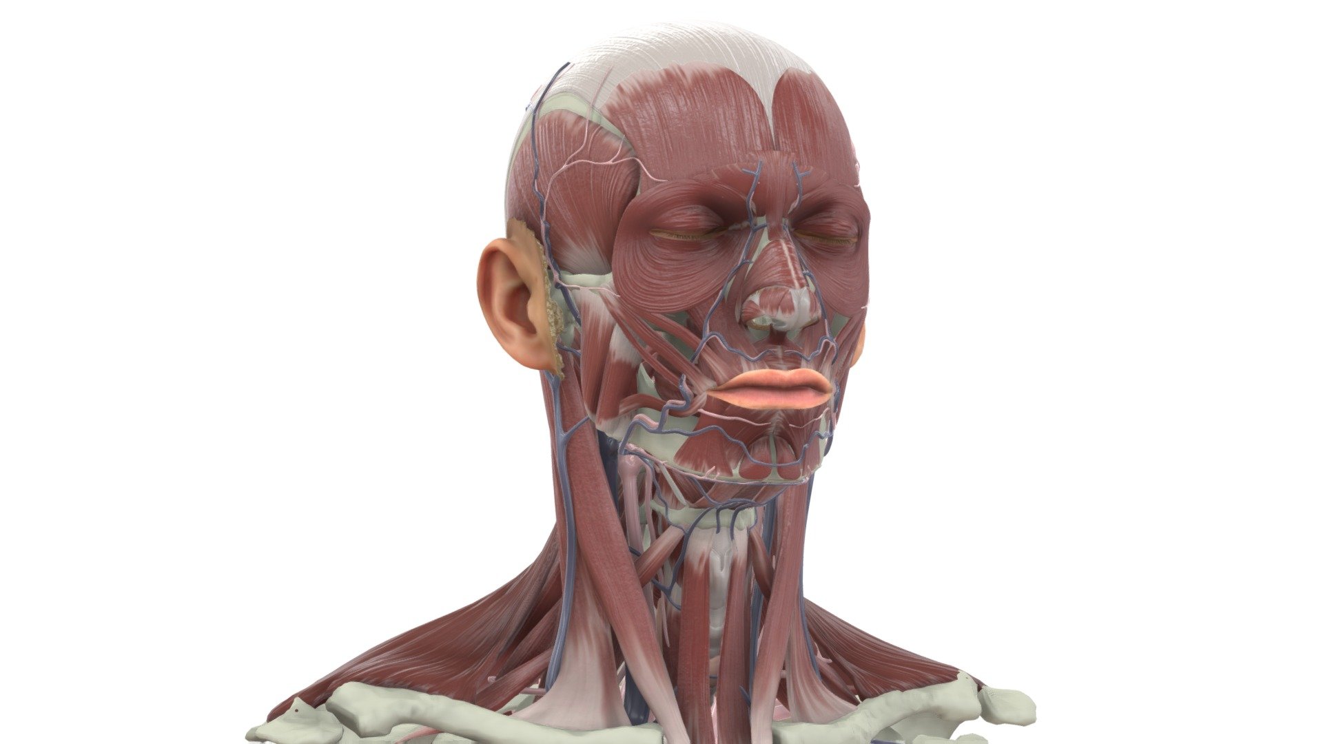 Galvas un kakla muskulatūra - 3D model by Anatomy Next (@a4s) 3d model