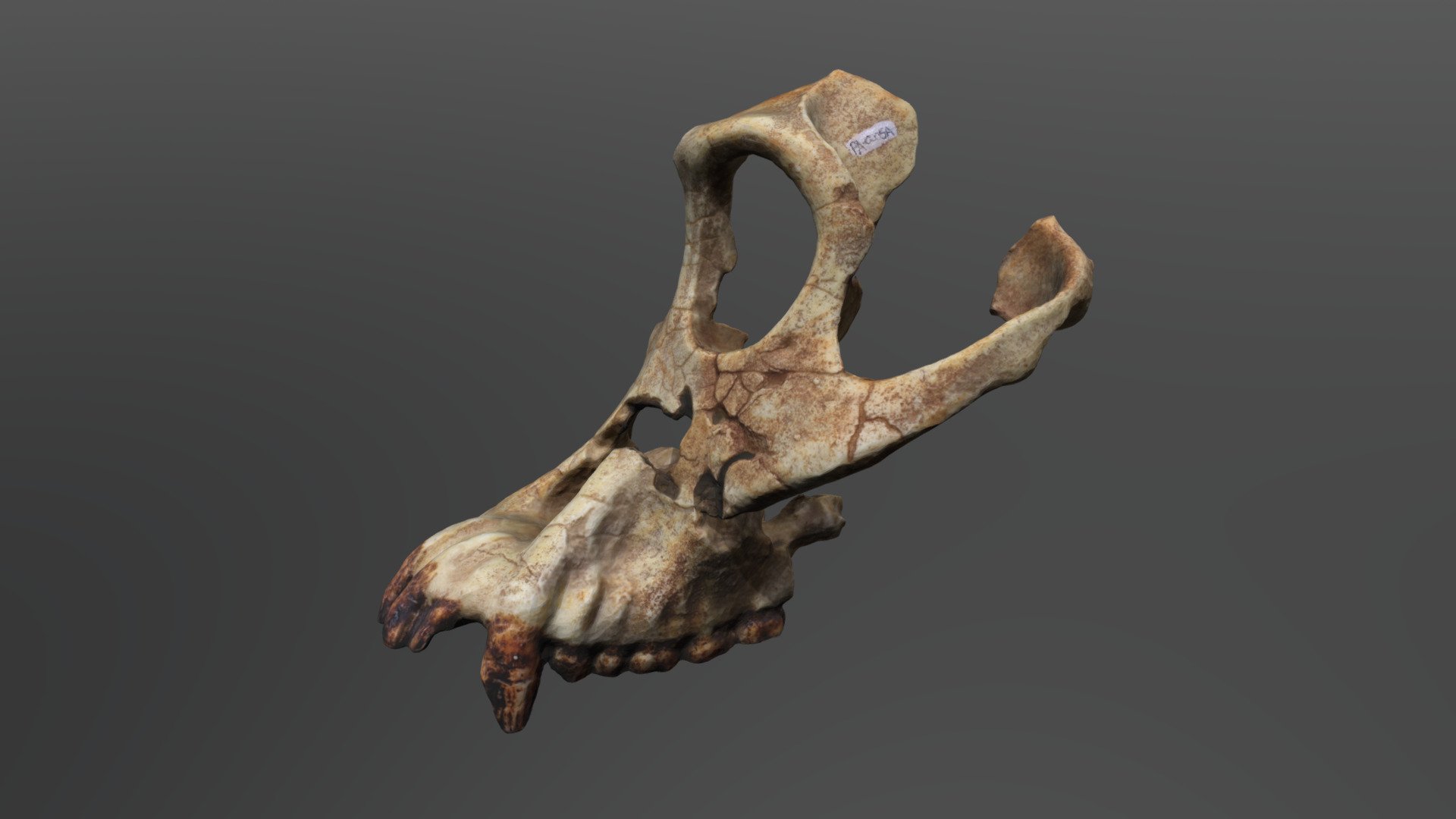 Sivapithecus indicus Cranium - Sivapithecus indicus Cranium - 3D model by UCFanthropology 3d model