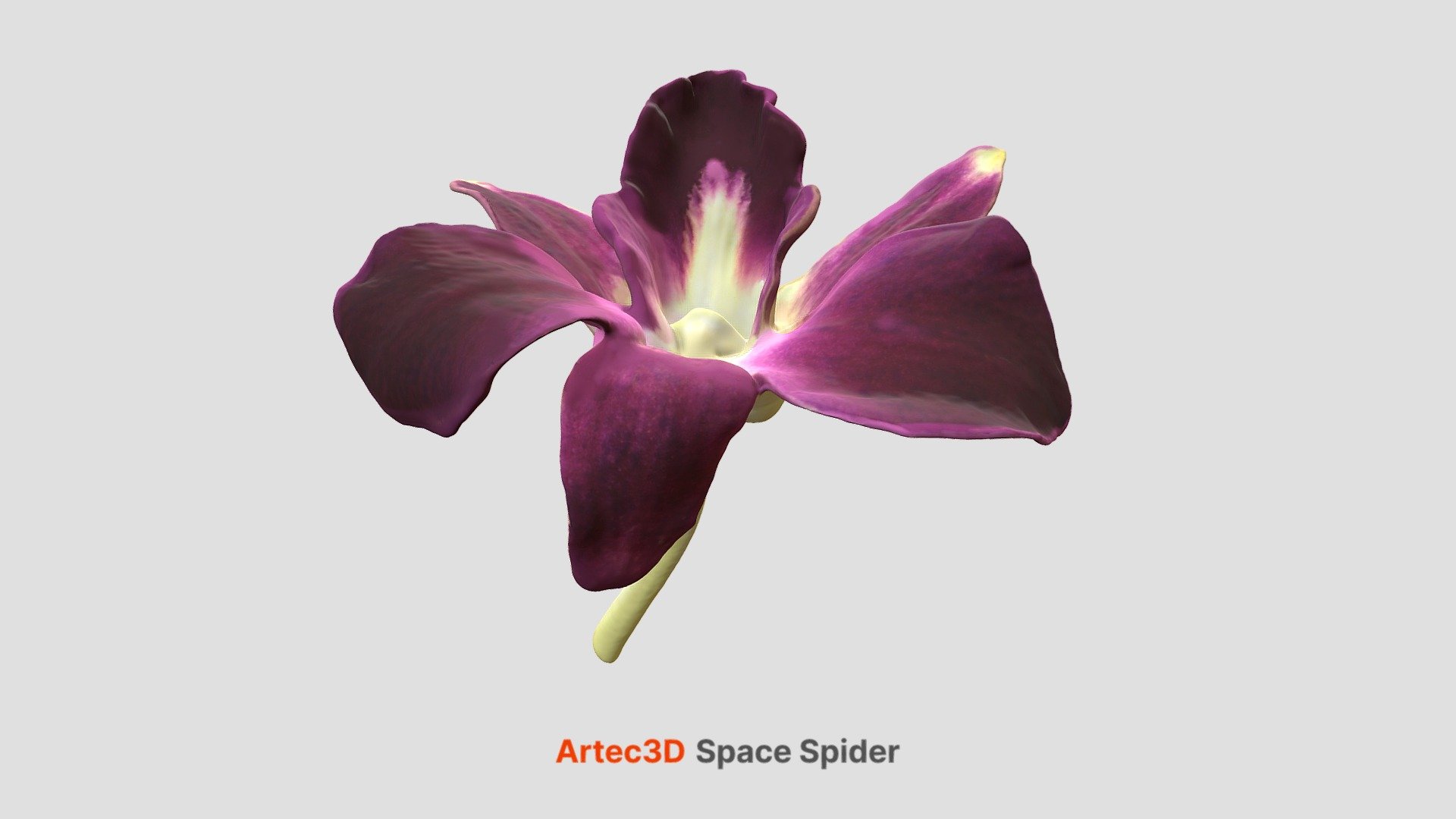 Scanning this flower with Artec Space Spider was fairly easy - one just needed to be mindful of perspective change in geometry of the petals once the object was turned over. ou can download this model from our website https://www.artec3d.com/3d-models/flower
Scanning time: 2 min
Processing time: 6 min - Flower - 3D model by Artec 3D 3d model
