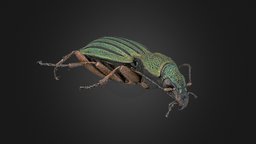 Carabus auronitens insect, beetle, disc3d