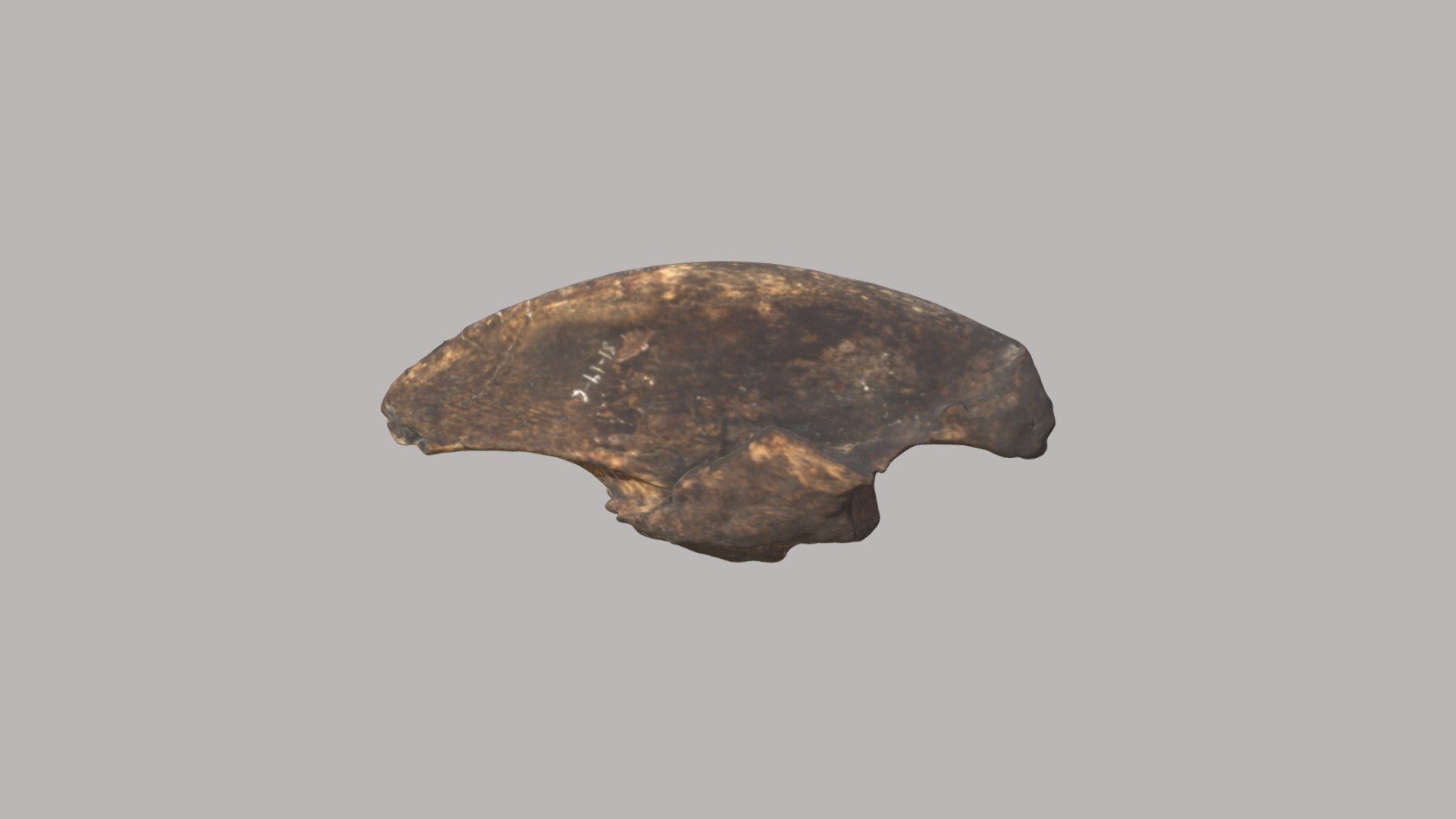 This is a toe bone/claw (terminal phalange) of the Megalonyx jeffersonii specimen that was discarded from the Indiana University Museum in 1947.

The digital model was created by the Indiana Geological and Water Survey using a Go!Scan 3D scanner on the Indiana State Museum specimen 71.3.73.4 3d model