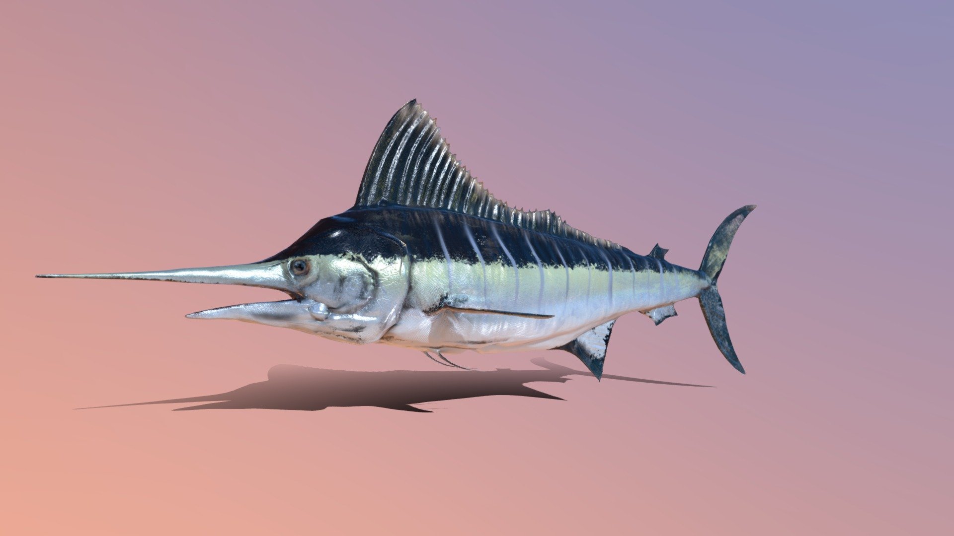 The Sword Fish 3d model was made in blender and painted in substance painter , is subdivison ready and have a clean topology , without subdivision it haves 4217 verts and with subdivision 15496 verts , It is fully rigged with basic bones , it have a total of 4 animations : idle , swim ,speed up and a atack one

The texture comes with 4k, 2k and 1k textures : diffuse , normal , metallic, roughness  and AO maps , uv wrapped it manually . 

Eyes and body , all is in one texture.

Comes with an obj ,blend file and the textures attached in rar 3d model
