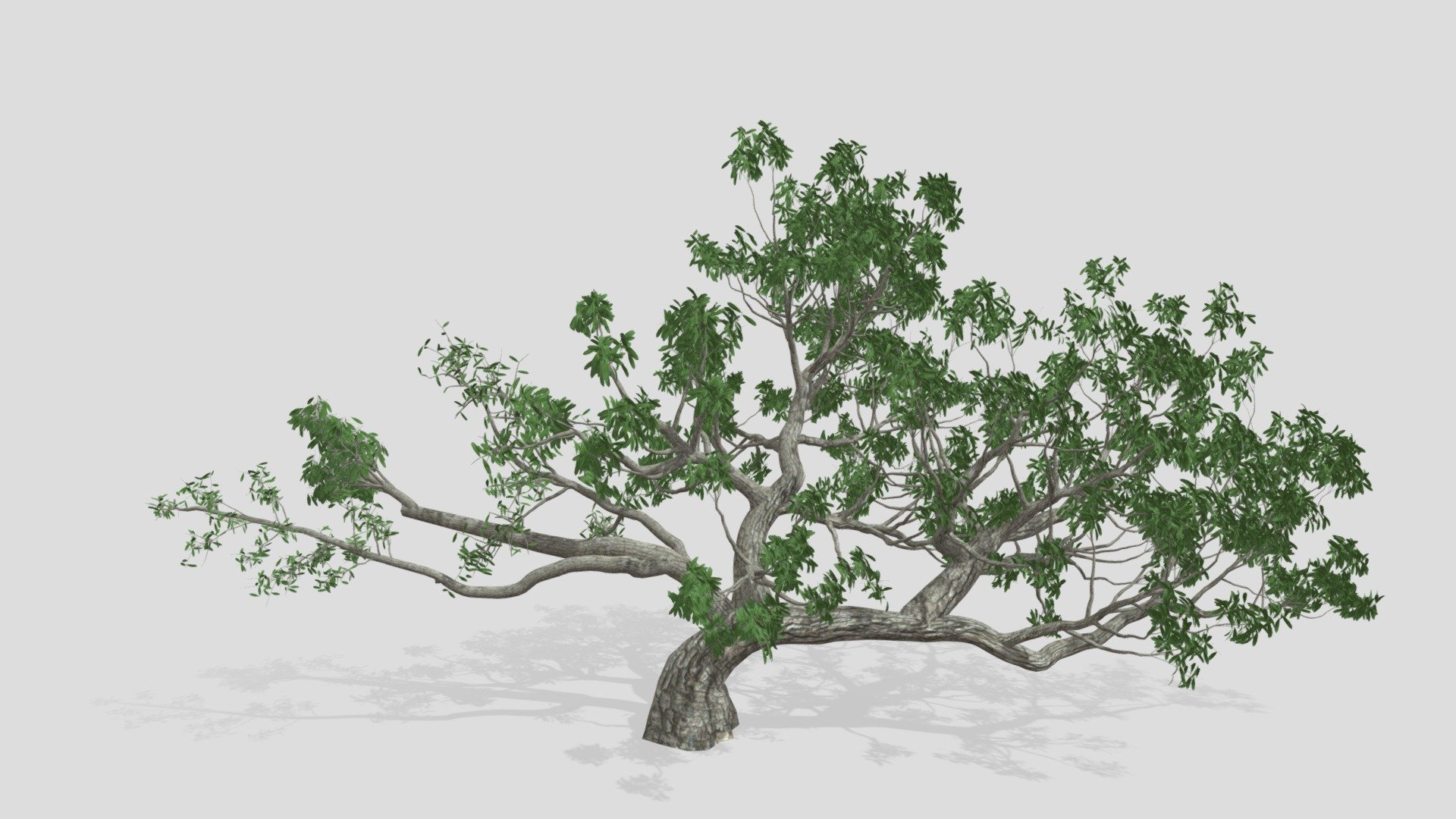 Quercus virginiana, also known as the Southern live oak, is an evergreen oak tree endemic to the Southeastern United States. Though many other species are loosely called live oak, the Southern live oak is particularly iconic of the Old South 3d model