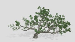 Live Oak Tree tree, live, southern, endemic, freemodel, quercus, virginiana, unity, game, liveoak, objct