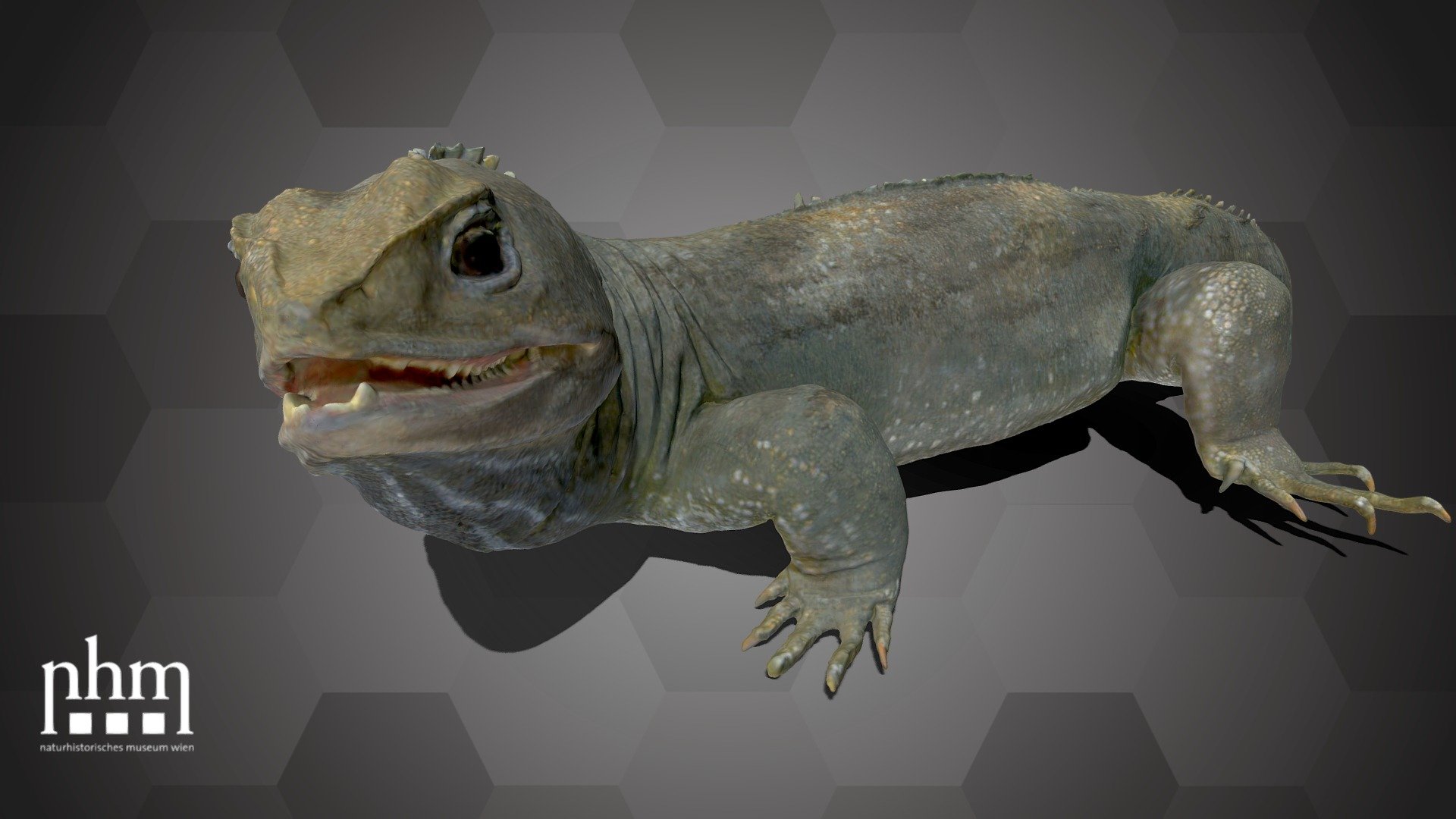 3D scan of a tuatara (Sphenodon punctatus), a lizard that lives on small islands off the coast of New Zealand. The tuatara has a strong, stocky body. The neck, back and tail bear a crest of long scales. The animals reach a total length of 65 to 75 cm and are crepuscular and nocturnal.

This specimen is Number 68 of the NHM Top 100 and can be found in Hall 27 of the Natural History Museum Vienna.

Specimen: Sphenodon punctatus (Gray, 1842)

Inventory number: NHMW-Zoo1-HS  32311

Collection: Natural History Museum Vienna, 1st Zoological Dept., Herpetology Coll. (curator: Silke Schweiger) 

Find out more about the NHM Vienna here.

Scanned and edited by Anna Haider (NHMW)

Scanner: Artec Space Spider. Infrastructure funded by the FFG 3d model