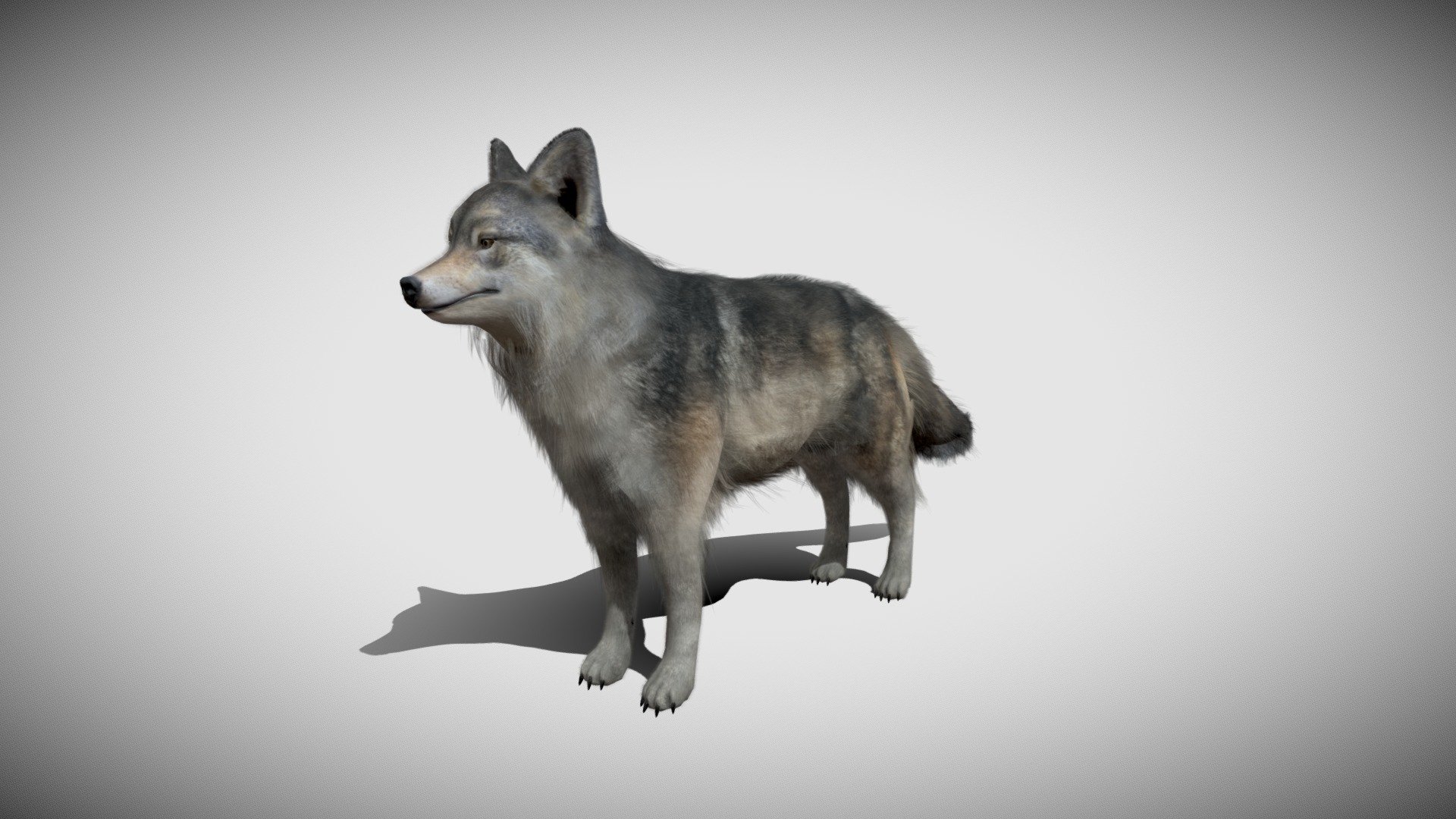 The Realistic wolf with animations, IMPORTANT - The fur uses two map UV - fox - for color ( The same texture like albedo for wolf) OPACITY****- for opacity map and transparent.  I encourage you to like the model - The realistic wolf - Buy Royalty Free 3D model by Nakler'sWork (@Nakler) 3d model