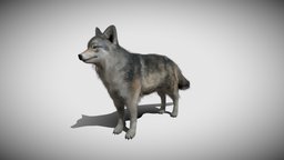 The realistic wolf beast, rpg, forest, games, dog, pet, animals, mob, enemy, wolves, animal, wolf