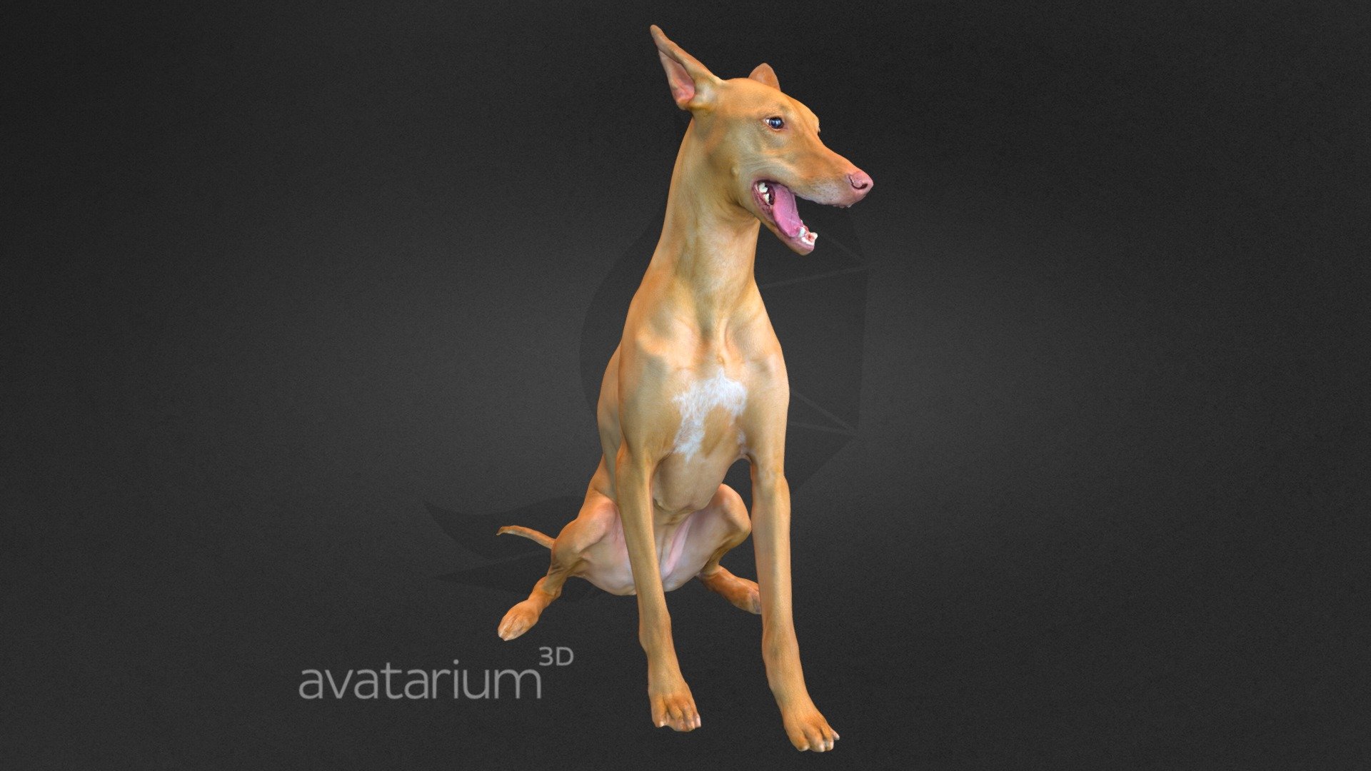 Pharaoh Hound Dog 3d captured and cleaned up in zBrush. Highly detailed polygonal model. Captured using Photogrammetry 3d model