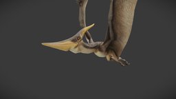 Pteranodon Longiceps flying, b3d, wings, reptile, pterosaur, cretaceous, pterodactyl, pteranodon, flying_cycle, longiceps, blender, blender3d, creature, animal, animation, animated, prehistoric, dinosaur, noai