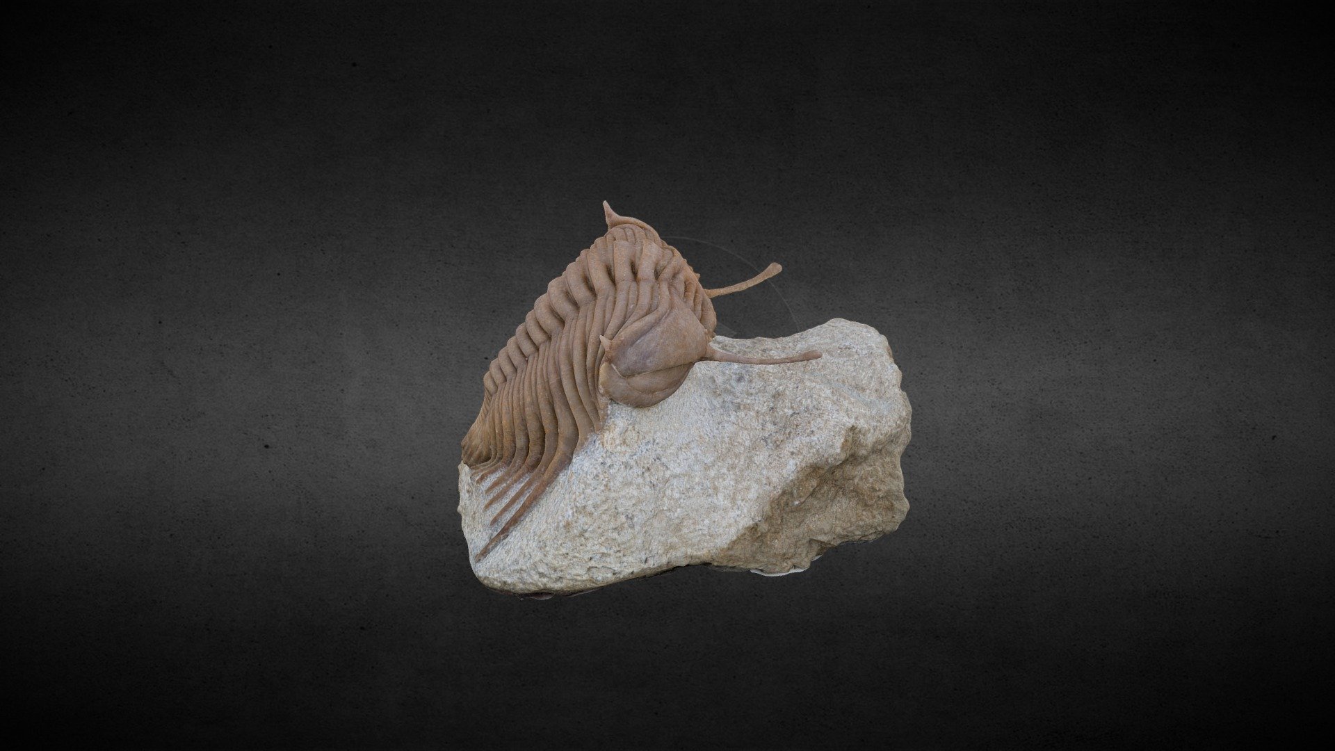 3D model of fossil created using macro photogrammetry
www.scanstudio.sk - Fossil - 3D model by SCANSTUDIO 3d model