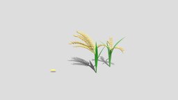 Rice Plant 3drendering, 3dmodeling, digitalassets, culinaryart, foodvisualization, ricesimulation, agriculturalmodel, farmsimulation, grainmodel