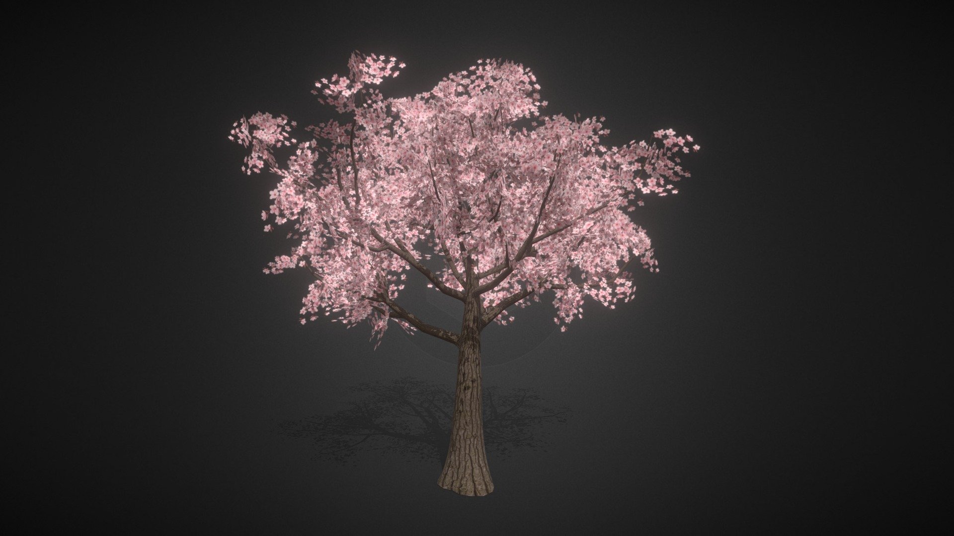 Sakura tree / Cherry blossom tree Low poly model for environment and Roblox games. With Low polygon count budget for optimization of the games - Sakura Tree 01 - Low Poly Model - Download Free 3D model by Jogoss (@thejogoss9) 3d model