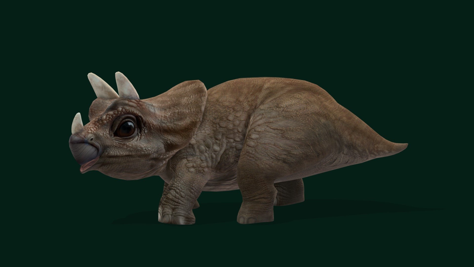 Triceratops Baby Dinosaurs ,Cub (Small Dinosaur) 

Triceratops-horridus Animal reptiles 

1 Draw Calls

Game Ready Asset

Subdivision Surface Ready

Single - Animations

4K PBR Textures Materials

Unreal FBX (Unreal 4,5 Plus)

Unity FBX

Blend File 3.6.5 LTS

USDZ File (AR Ready). Real Scale Dimension (Xcode ,Reality Composer, Keynote Ready)

Textures Files

GLB File (Unreal 5.1 Plus Native Support)

Gltf File ( Spark AR, Lens Studio(SnapChat) , Effector(Tiktok) , Spline, Play Canvas,Omiverse ) Compatible

Triangles -12163
Faces -6652
Edges -12765
Vertices -6123

Diffuse, Metallic, Roughness , Normal Map ,Specular Map,AO

Triceratops is a genus of chasmosaurine ceratopsian dinosaur that lived during the late Maastrichtian age of the Late Cretaceous period, about 68 to 66 million years ago in what is now western North America. 
Eats: Cycads, Palms
Fossils: Yoshi's Trike, Raymond, AMNH 5039, Kelsey, Hatcher
Lived: 83.5 million years ago - 66 million years ago (Campanian - Maastrichtian) - Triceratops Baby Dinosaur Reptile - Buy Royalty Free 3D model by Nyilonelycompany 3d model