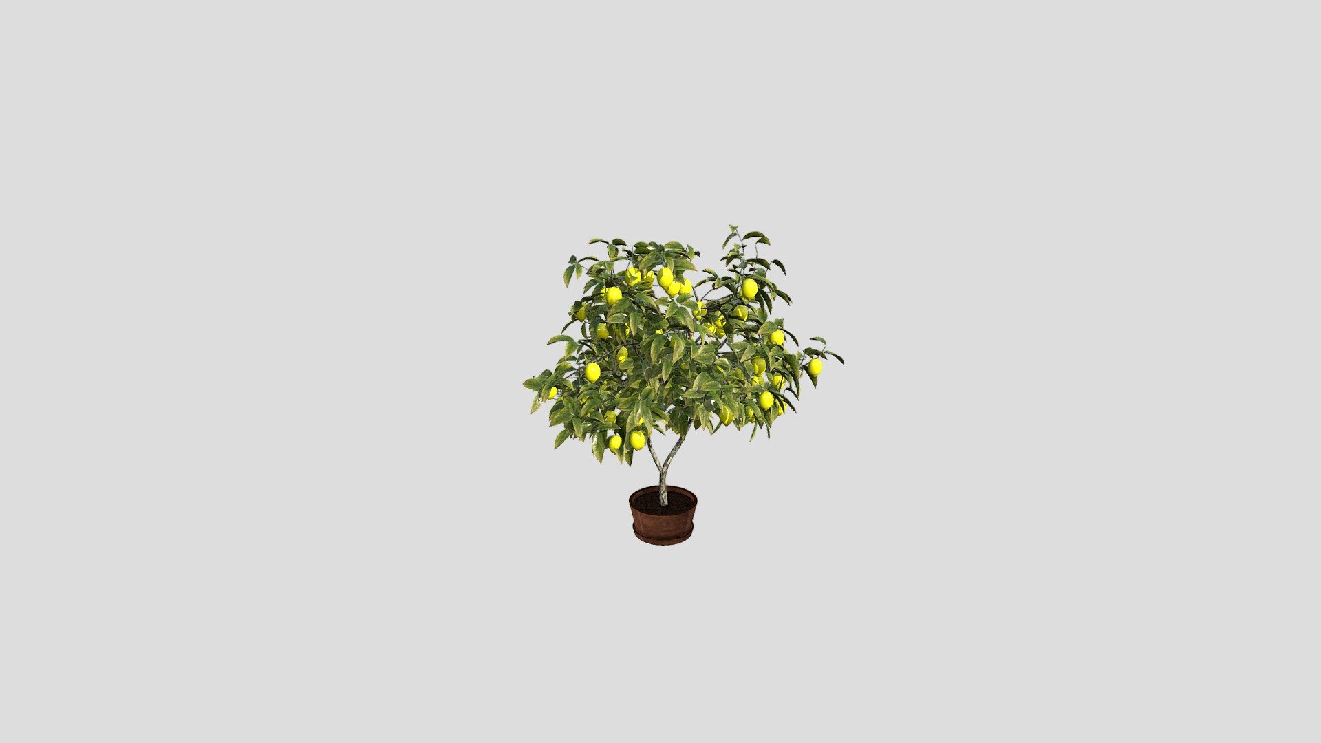 Lemon Tree - 3D model by r23 3d model