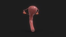 Female Reproductive System organ, anatomy, system, medicine, reproductive, 3d, female