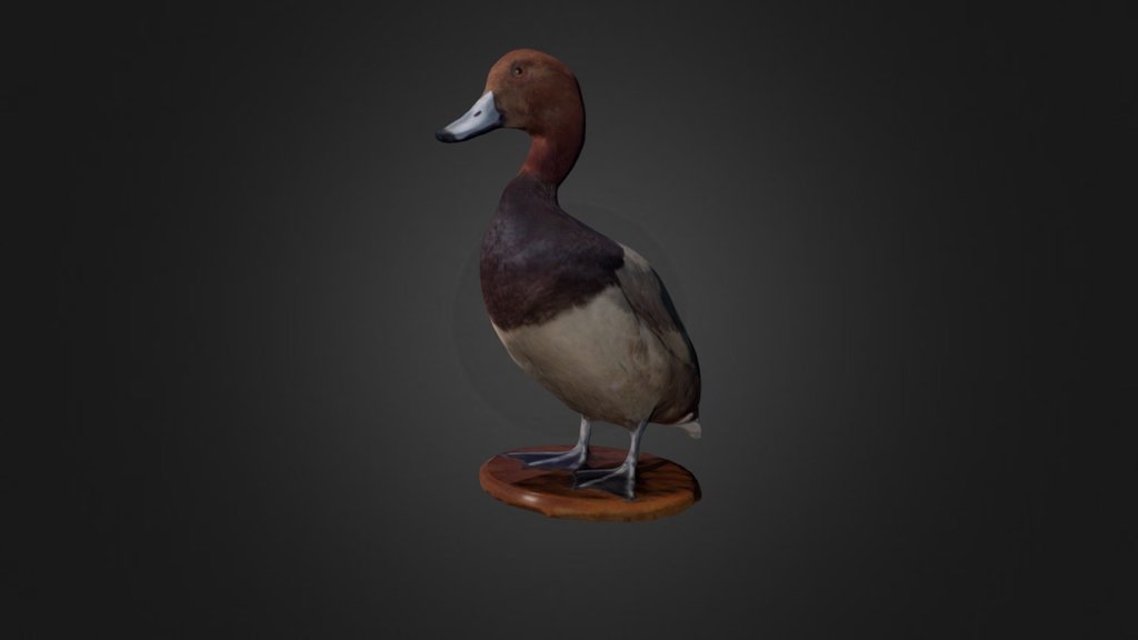 From the Carnegie Museum of Natural History’s educational collection. If you download please post, email, and share what you make! studio@carnegiemuseums.org - Redhead Duck - Download Free 3D model by Innovation Studio (@cmp_innovation_studio) 3d model