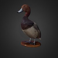 Redhead Duck bird, duck, museum, naturalhistory, animal