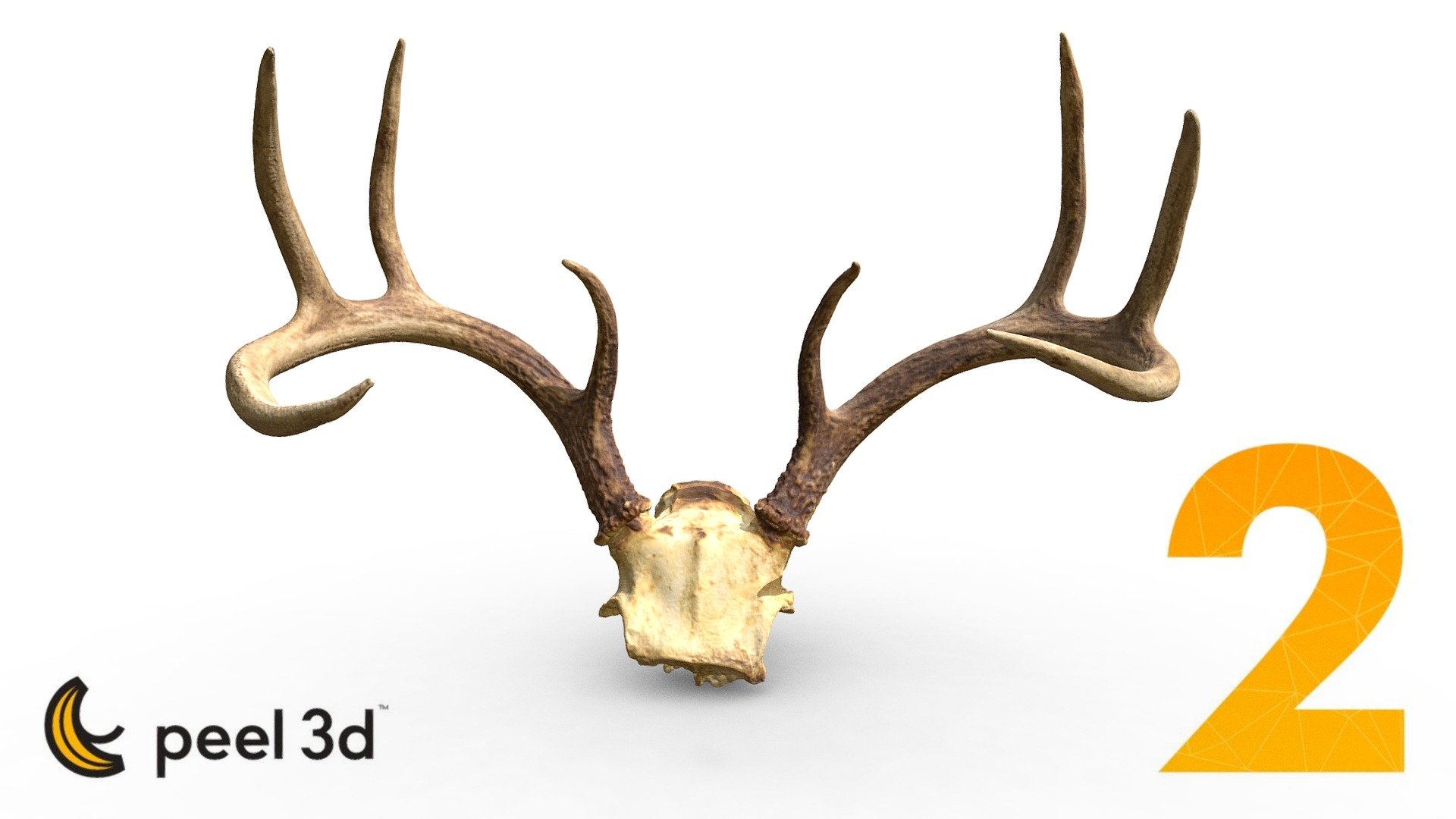 Fan of hunting? What better way to immortalize your trophies than to have then scanned in 3D. The high accuracy of the scan also allows to take accurate measurements hence preventing any story &ldquo;exagerations