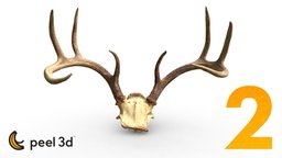 Deer antlers scanned with peel 2 deer, hunting, antlers, peel3d, 3dscan, peel2