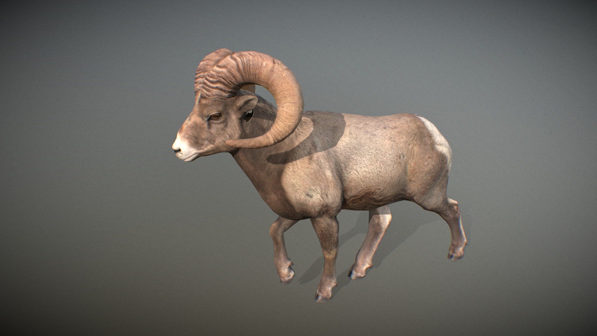 Animated realistic male Bighorn Sheep with bone mesh, 72 animations authored at 60fps and 4k textures.

Note: Preview uses lower-res mesh (LOD1), 1K textures and only a few of the full set animations.

Get our animal in full detail, 4K textures and check the full list of animations.

Features:




male Bighorn Sheep model

bone mesh

Animations authored at 60 fps

All animations available with and without the root motion

uncompressed 4K Textures

3ds Max and Maya animation rig

LODs
 - Animalia - Bighorn Sheep (male) - 3D model by GiM (@GamesInMotion) 3d model