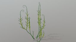 Gosslingia breconensis zosterophyllopsida