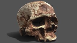 Real Cromagnion Skull skeleton, anatomy, death, bone, science, old, head, skeletal, character, skull, human, prehistoric, history
