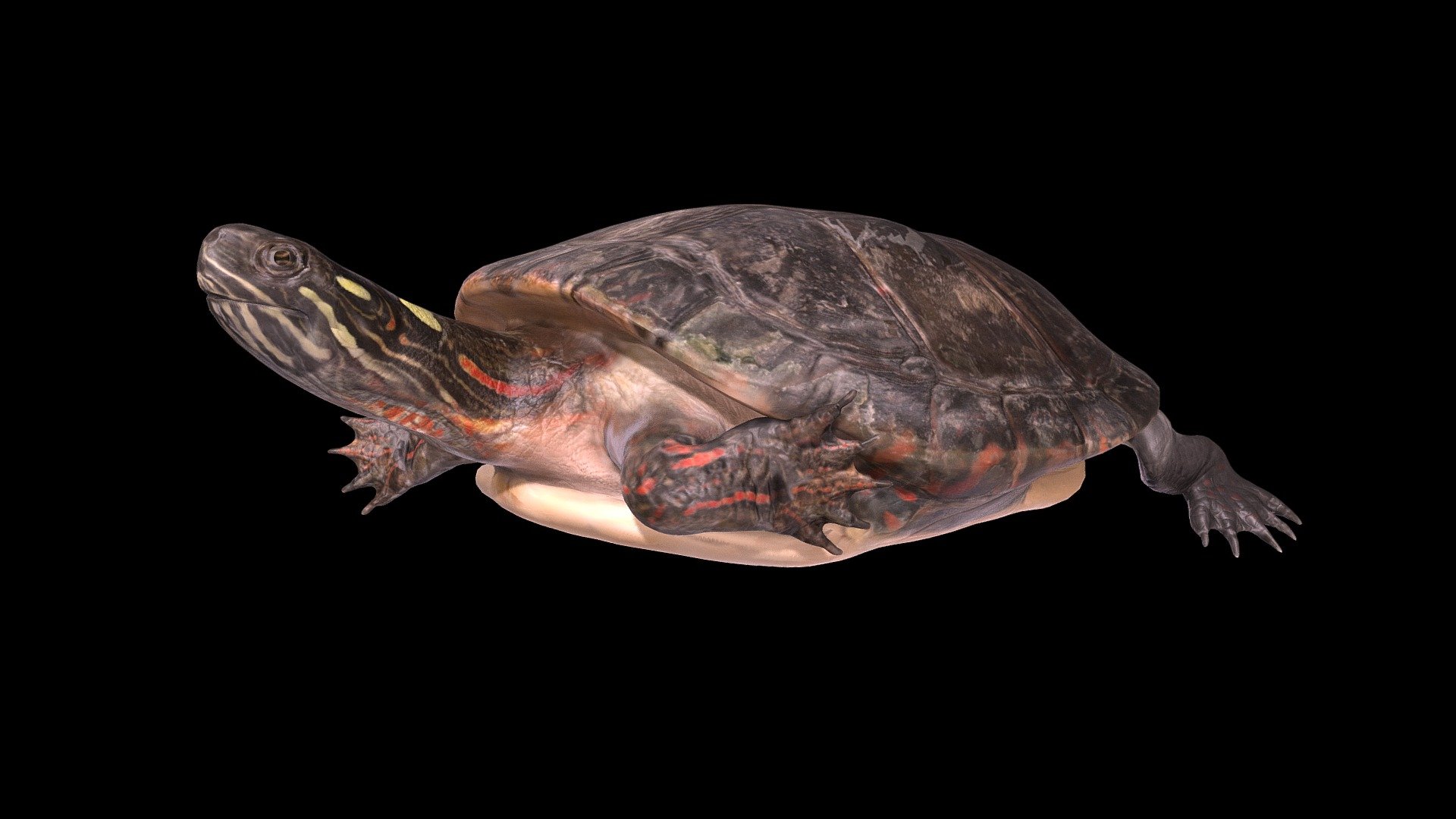 This is an animation of an adult Eastern Painted Turtle (Chrysemys picta).  This 3D model is a composite of two scans - one from an adult live Eastern Painted Turtle housed at the Maymont Nature Center (https://maymont.org/animals/nature-center/), and the other a preserved adult Eastern Painted Turtle from the Natural History Collection at the University of Massachusetts at Amherst (https://bcrc.bio.umass.edu/nhc/home). 

CG artists Jer Bot, Johnson Martin and Robert Gutierrez used Blender to reconstruct the full  turtle from these scans, as well as animate the movements. Thanks to the Maymont Nature Center, the Richard Lewis Media Group (http://rlmg.com/), and the Natural History Collection for facilitating the work.  

Downloads are freely available for creative and non-profit use. To inquire about licensing, please visit www.digitallife3d.org 3d model
