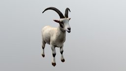 Goat goat, white, pet, animals, animal, white-goat