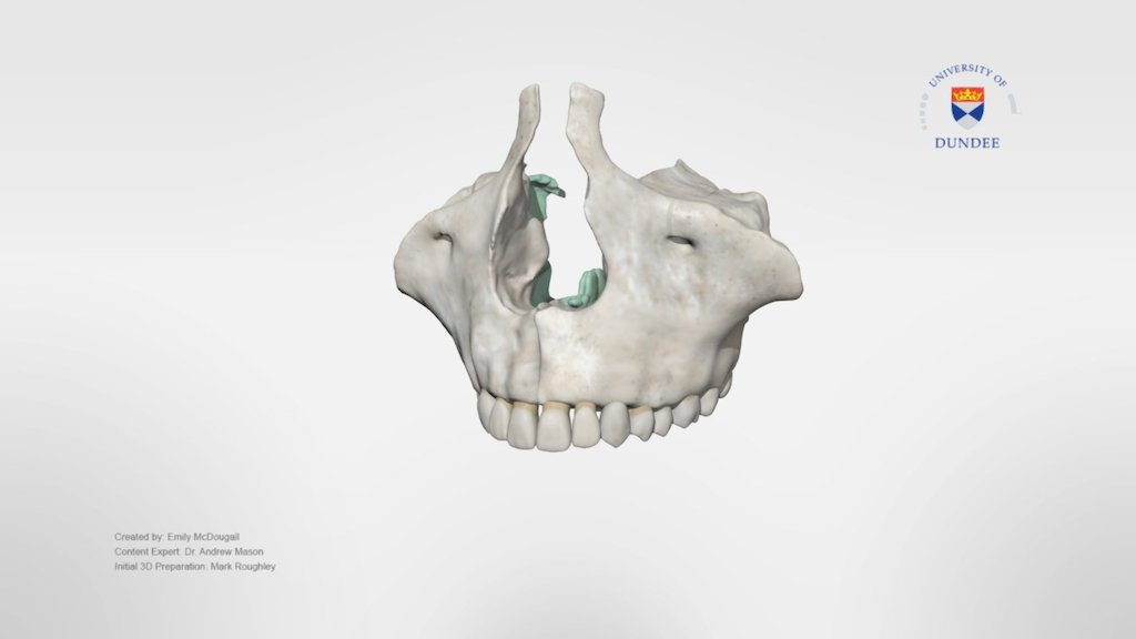3D Model Production, Retopology, Animation and Project Management: Emily McDougall

Content Reviewers: Dr Andrew Mason, Paulina Poblete Pancheco  

Initial Model Preparation for 3D Production: Mark Roughley - Maxilla and Palatine - Download Free 3D model by University of Dundee, School of Dentistry (@DundeeDental) 3d model