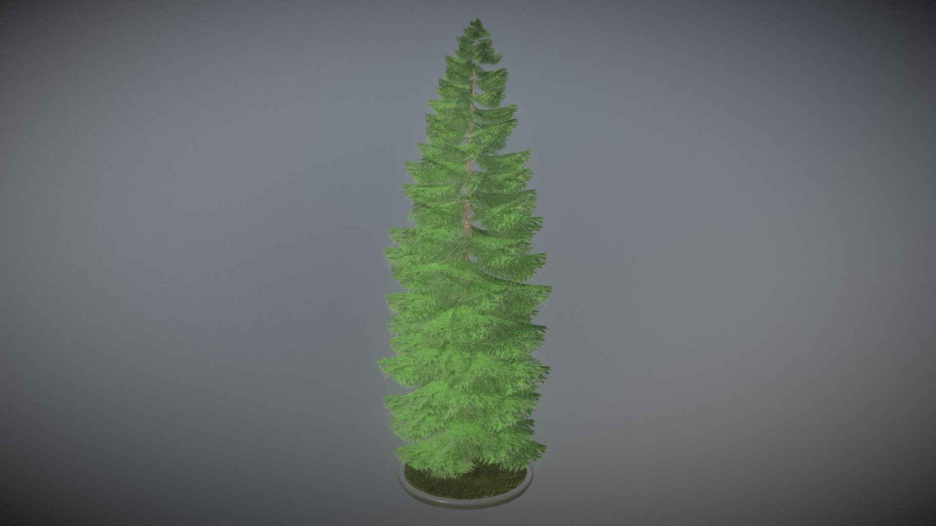 Here is a 31 meter high spruce tree.

 



Textures(2k):

-Color map

-Normal map



Here on Sketchfab you can see and purchase some of our 3d-models which we are using in our projects for VIS-All.

This model was created by 3DHaupt for the Software-Service John GmbH.

The model was created in Blender-3d - Spruce Tree - 31 Meter Version 1 - Buy Royalty Free 3D model by VIS-All-3D (@VIS-All) 3d model