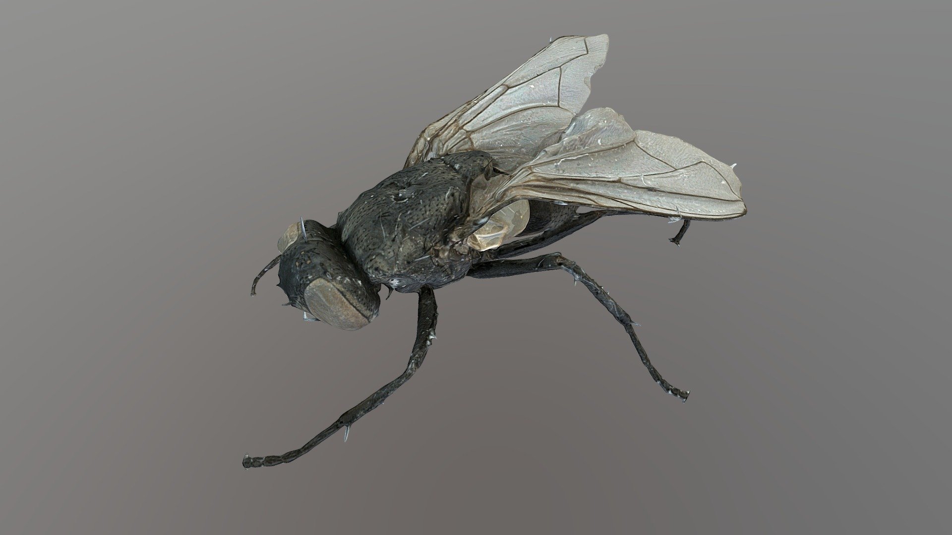 This house fly (approx. 5mm) was scanned with DISC3D: https://zookeys.pensoft.net/article/24584/ - Musca domestica - Download Free 3D model by Digital Archive of Natural History (DiNArDa) (@disc3d) 3d model