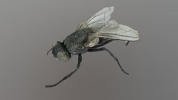 Musca domestica insect, diptera, disc3d, fly