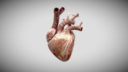 Heart Animated blood, virtual, biology, heart, muscle, reality, augmented, vr, ar, fbx, science, medicine, vertebra, aorta, vein, ventricles, 3d, pbr, lowpoly, model, animated, human